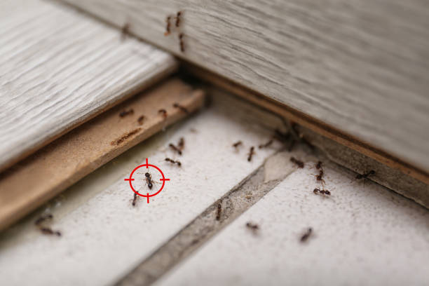 Best Pest Removal Services  in La Puebla, NM