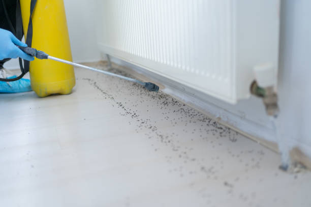 Best Bed Bug Extermination  in La Puebla, NM